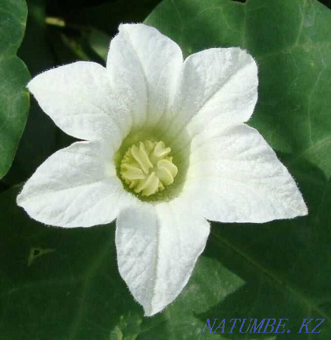 Кокциния - сирек кездесетін өсімдік, қандағы қантты тиімді төмендетеді!  Алматы - изображение 2