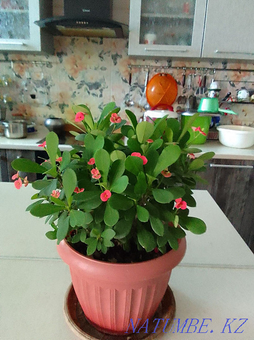 Indoor plant Almaty - photo 1