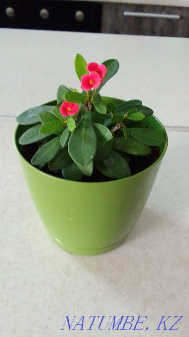 Indoor plant Almaty - photo 5