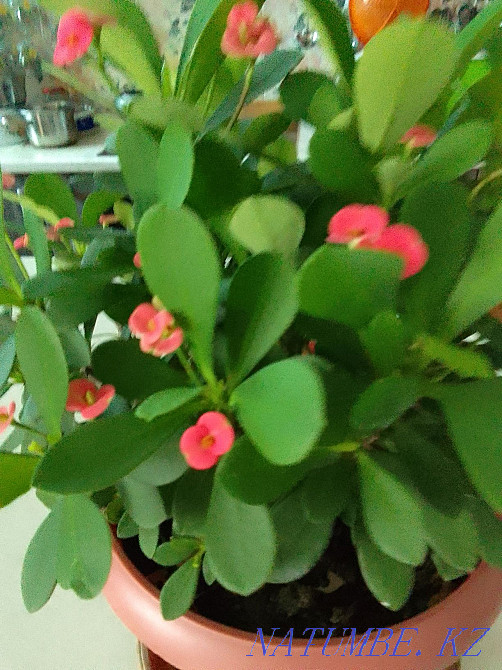 Indoor plant Almaty - photo 3