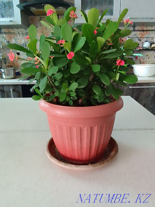 Indoor plant Almaty - photo 2