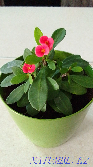 Indoor plant Almaty - photo 4