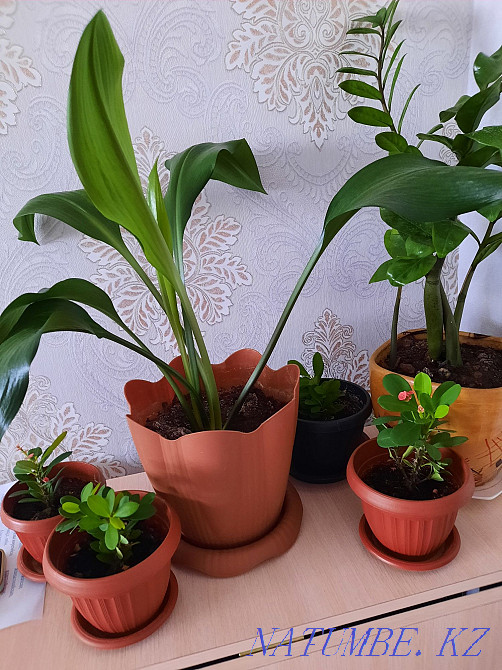 Indoor flowers blooming Almaty - photo 1