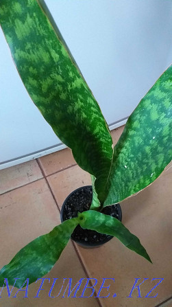 Sansevieria collection, a rare variety. Almaty - photo 2