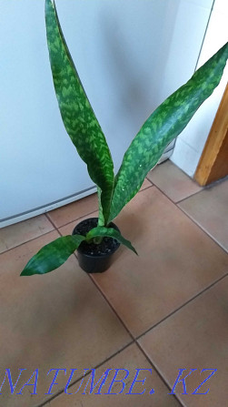 Sansevieria collection, a rare variety. Almaty - photo 6