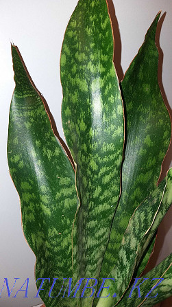 Sansevieria collection, a rare variety. Almaty - photo 1