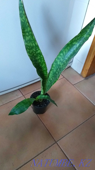 Sansevieria collection, a rare variety. Almaty - photo 6