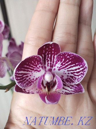 Selling Orchid!!! Муткенова - photo 5