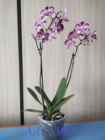 Selling Orchid!!! Муткенова - photo 3