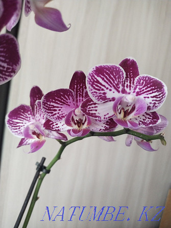 Selling Orchid!!! Муткенова - photo 4