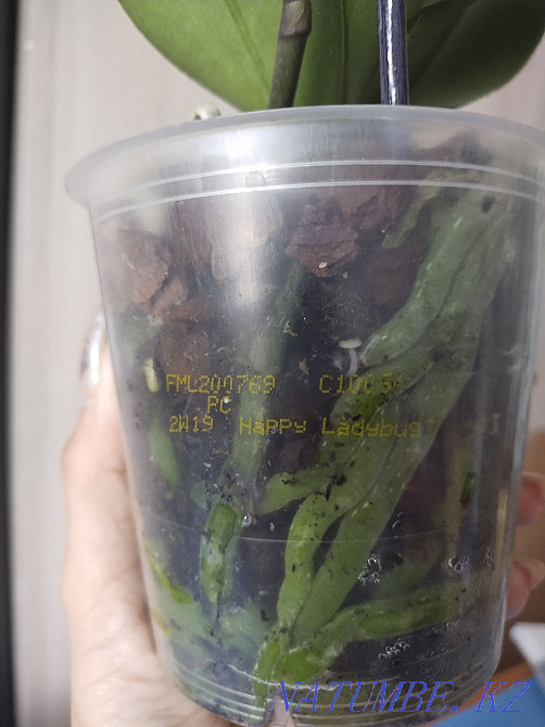 Продам Орхидею!!! Муткенова - изображение 1