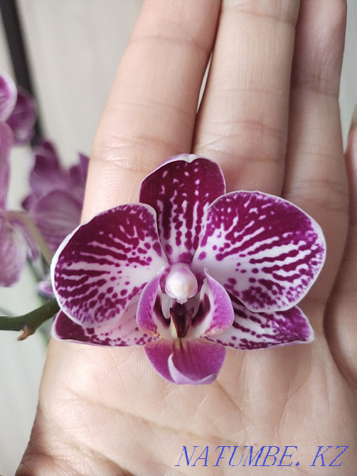 Продам Орхидею!!! Муткенова - изображение 5
