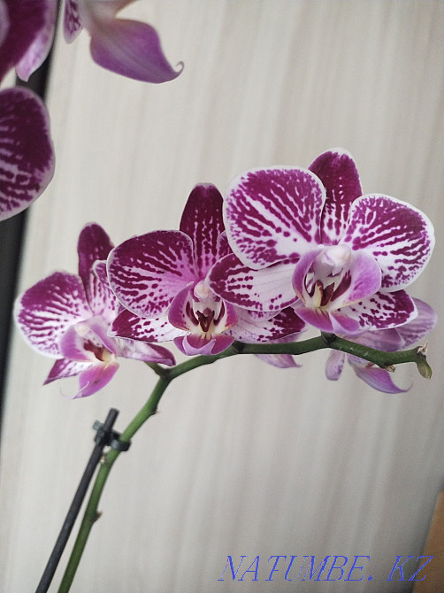 Продам Орхидею!!! Муткенова - изображение 4