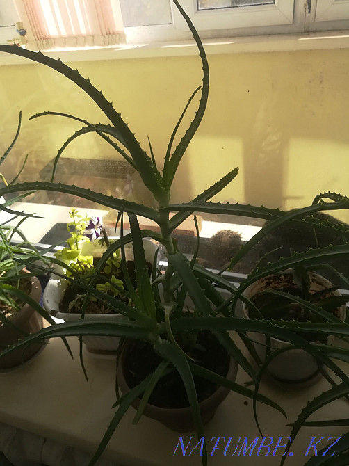 Aloe flowers.sell Temirtau - photo 6