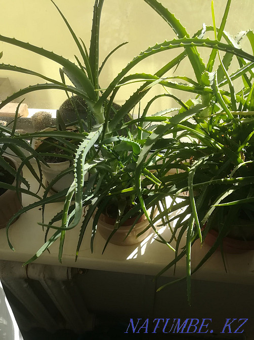 Aloe flowers.sell Temirtau - photo 1