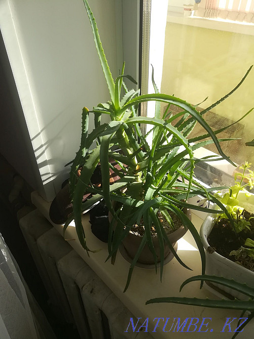 Aloe flowers.sell Temirtau - photo 4