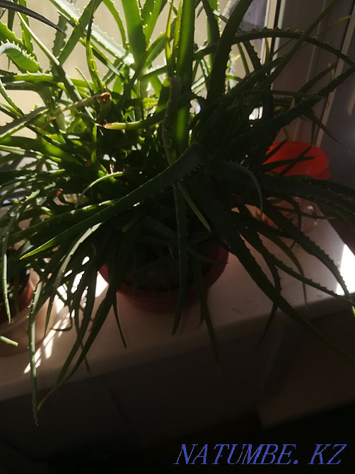 Aloe flowers.sell Temirtau - photo 3