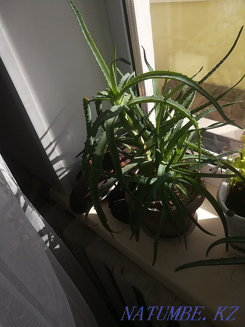 Aloe flowers.sell Temirtau - photo 5