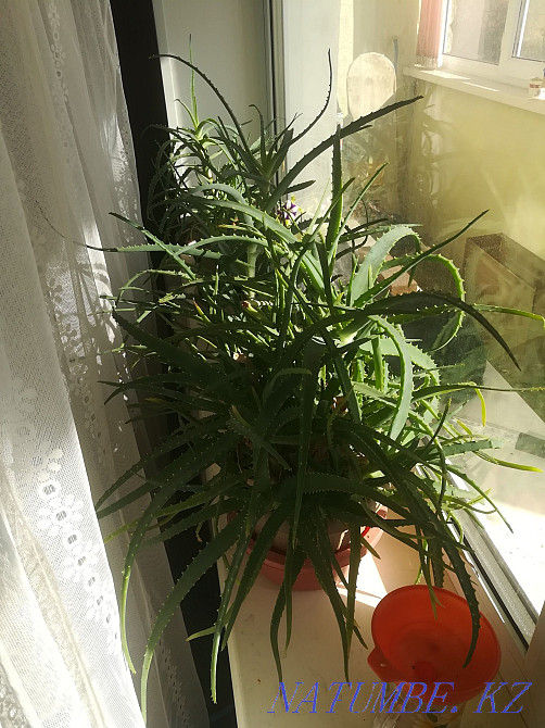 Aloe flowers.sell Temirtau - photo 8