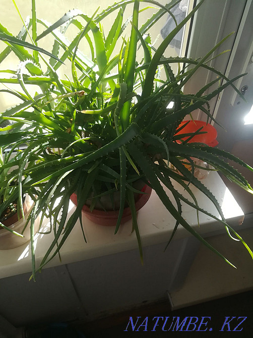Aloe flowers.sell Temirtau - photo 2