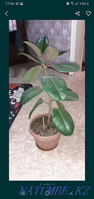 big ficus for sale Karagandy - photo 1