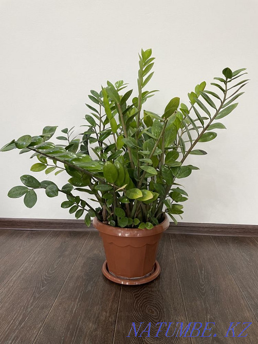 Sell Zamioculcas Ust-Kamenogorsk - photo 1