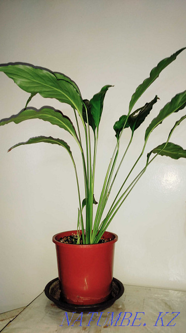 Spathiphyllum (women's happiness) selling. Almaty - photo 1