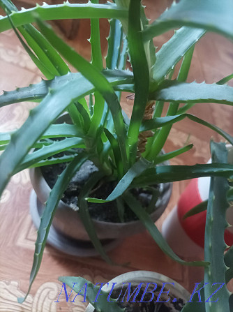 Aloe medicinal plant Semey - photo 4