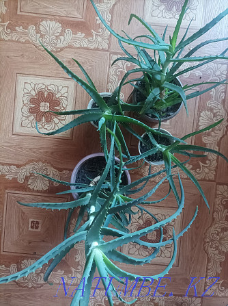 Aloe medicinal plant Semey - photo 1