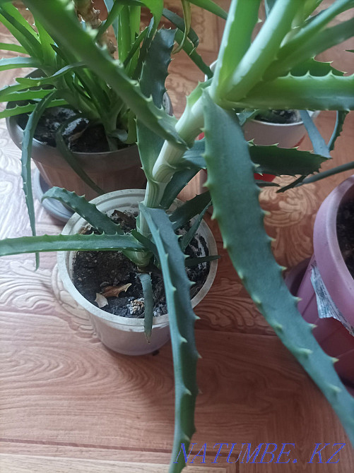 Aloe medicinal plant Semey - photo 3