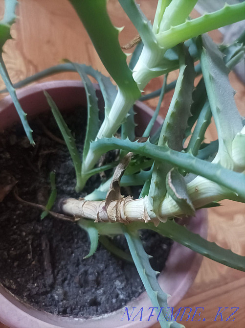 Aloe medicinal plant Semey - photo 2