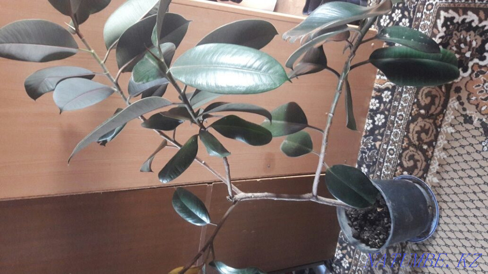 Продам фикус . Домашний большой. Отеген батыра - изображение 2