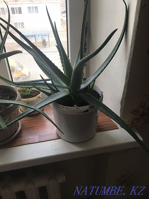 Aloe three years  - photo 3