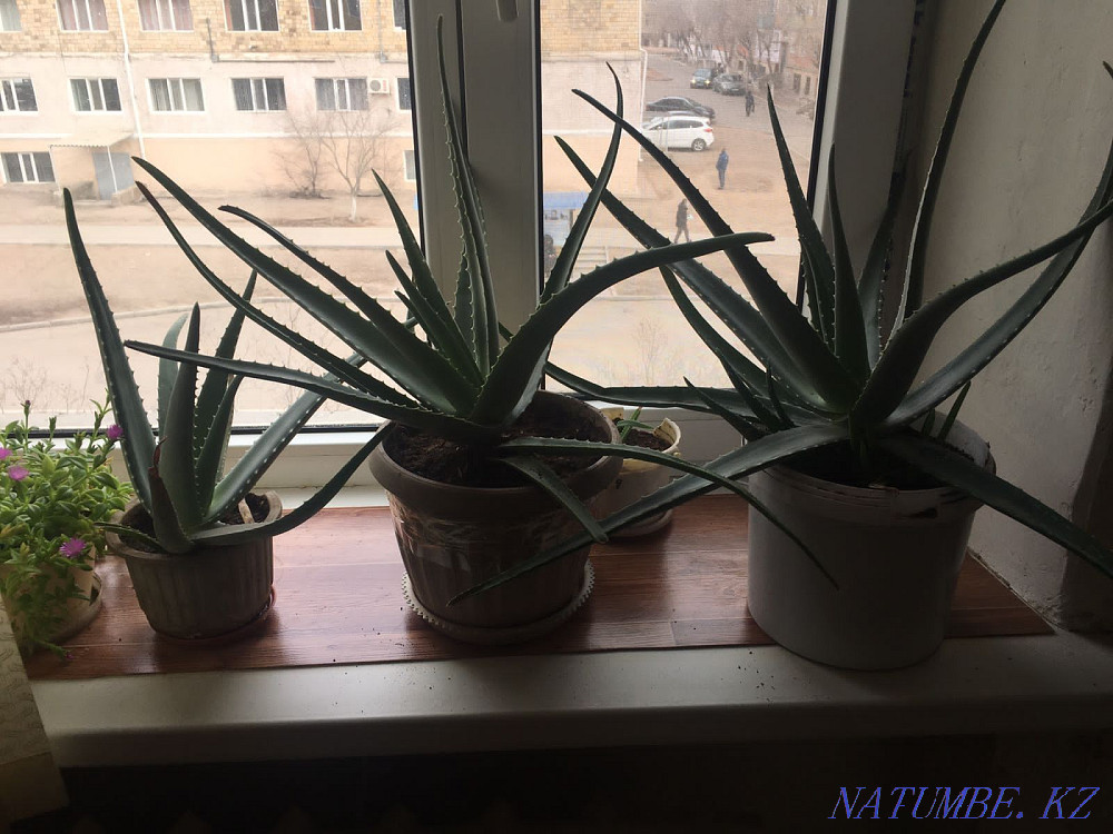 Aloe three years  - photo 5