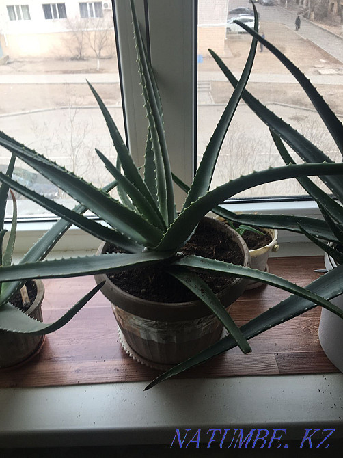 Aloe three years  - photo 4