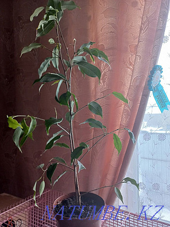 Ficus flower for sale Чапаево - photo 2