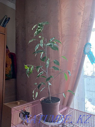 Ficus flower for sale Чапаево - photo 1