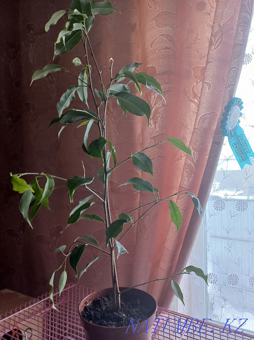 Ficus flower for sale Чапаево - photo 2