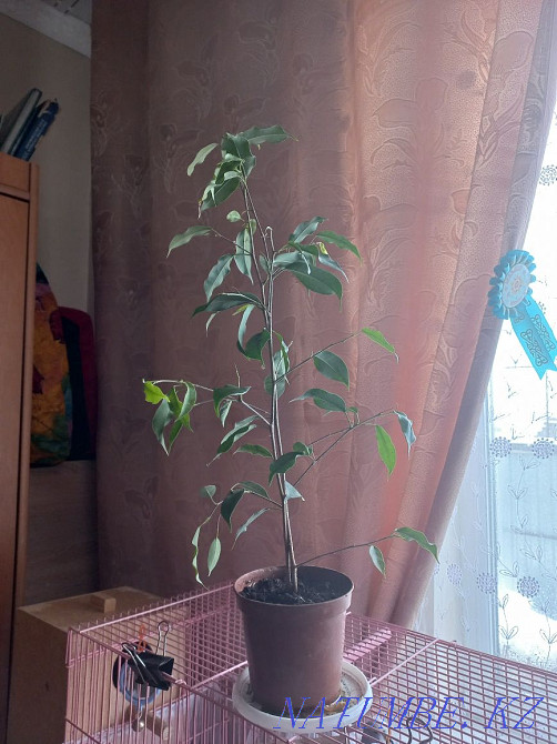 Ficus flower for sale Чапаево - photo 1