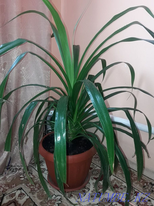 Sell flower Chlorophytum Чапаево - photo 1