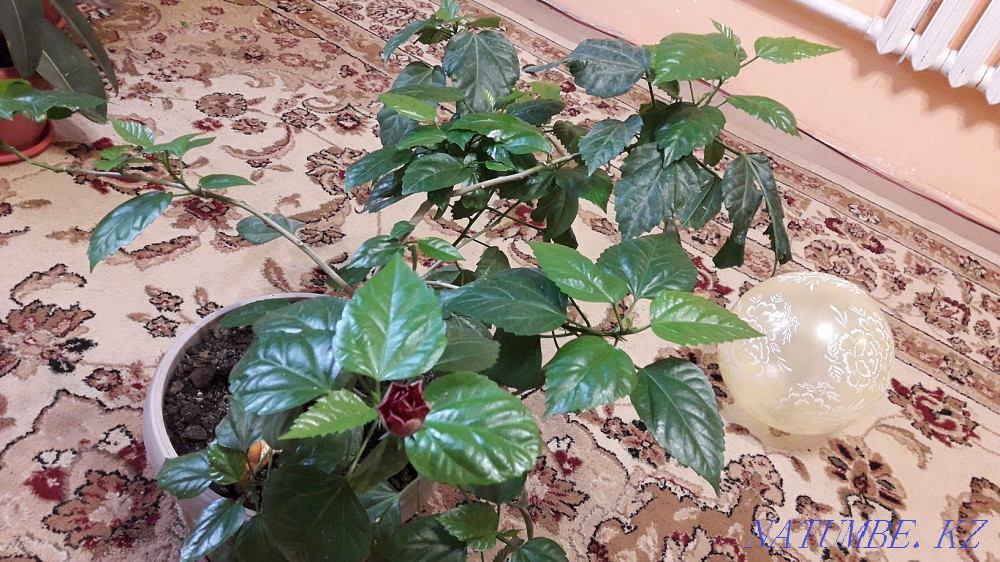 Продам Китайскую розу. Чапаево - изображение 1