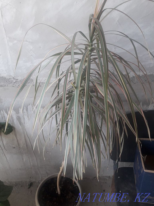 Dracaena flower sell Чапаево - photo 1