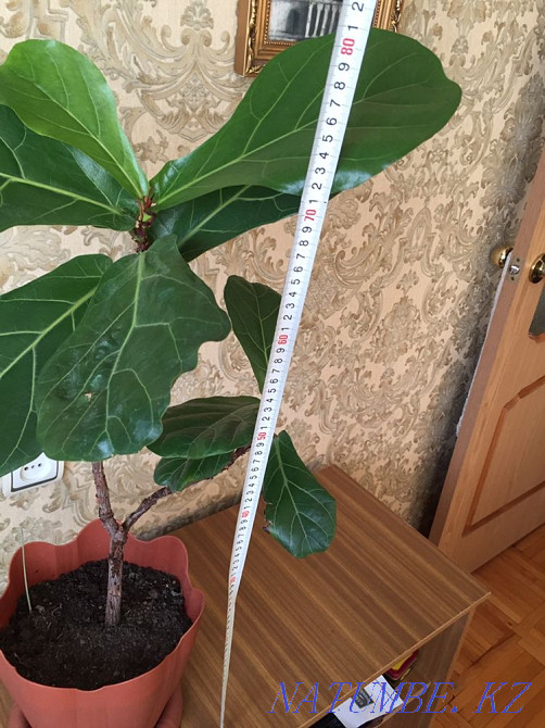 Лирата фикус  Алматы - изображение 4