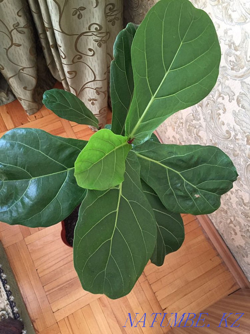 Лирата фикус  Алматы - изображение 1