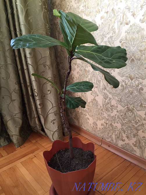 Лирата фикус  Алматы - изображение 2