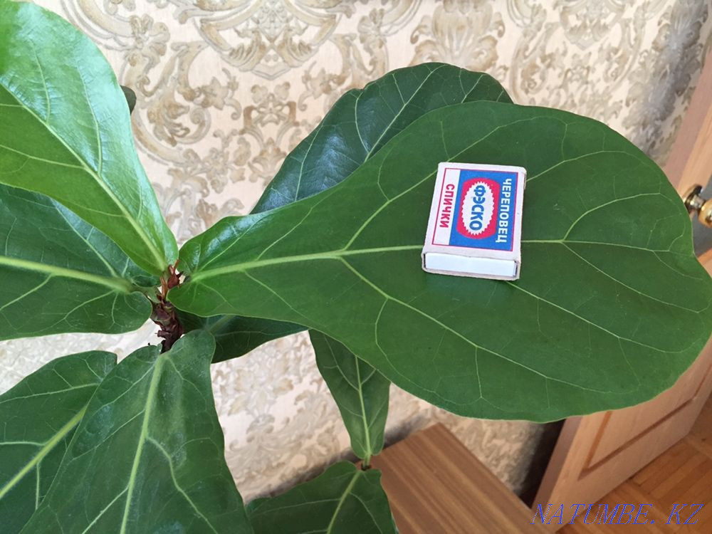 Лирата фикус  Алматы - изображение 7