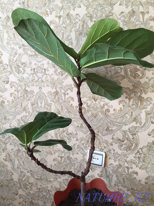 Лирата фикус  Алматы - изображение 5