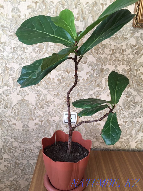 Лирата фикус  Алматы - изображение 3