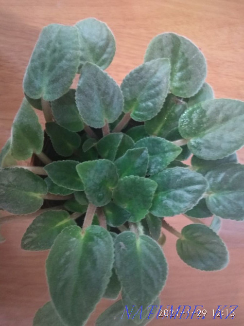 decorative violet Almaty - photo 1