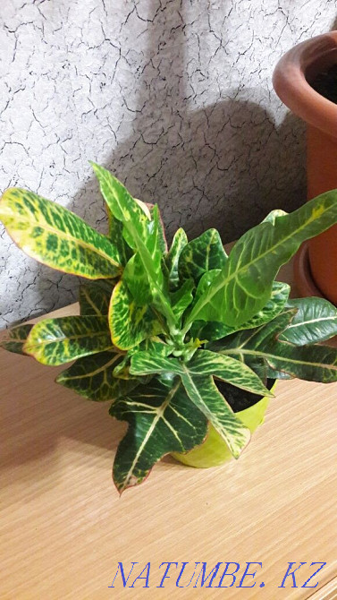 Кротон. Бородинский магазин. Костанай - изображение 2